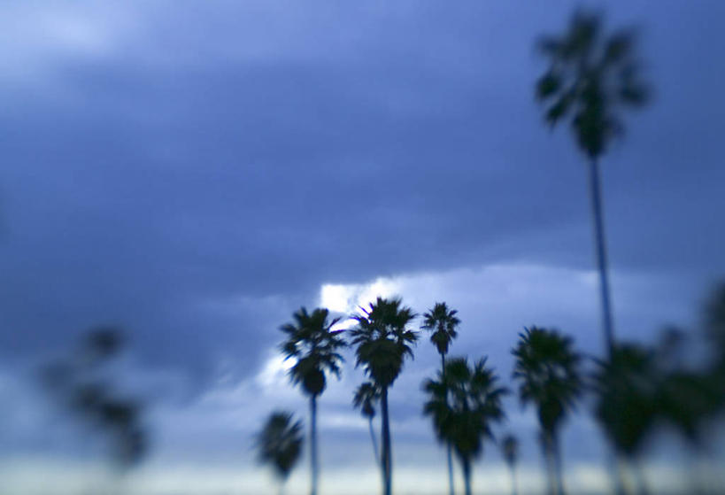 无人,横图,棕榈树,美国,摄影,北美,北美洲,加利福尼亚,美洲,加州,洛杉矶,加利福尼亚州,金州,黄金州,北亚美利加洲,亚美利加洲,天使之城,彩图,县治,洛杉矶县,美利坚合众国,洛城