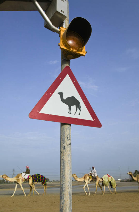 无人,竖图,城市,指示牌,标志,文字,标识,骆驼,摄影,中东,阿拉伯联合酋长国,迪拜,波斯湾,彩图,阿拉伯半岛