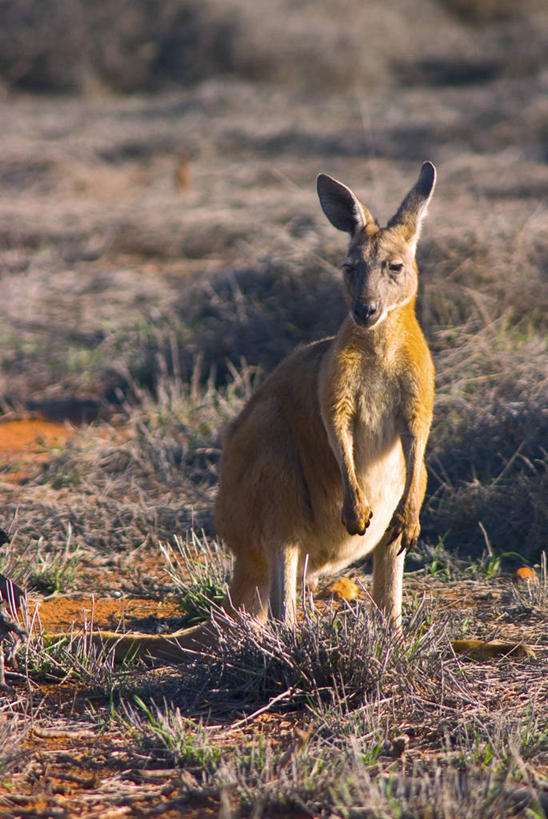无人,竖图,室外,袋鼠,野生动物,澳大利亚,摄影,澳大拉西亚,西澳大利亚,彩图