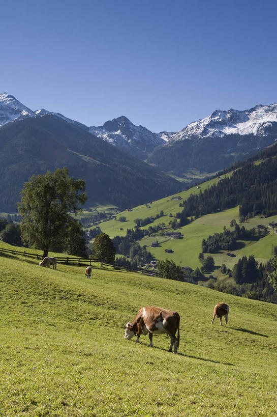 无人,竖图,室外,山,山脉,奥地利,欧洲,阿尔卑斯山,地形,摄影,西欧,阿尔卑斯山脉,蒂罗尔,母牛,彩图