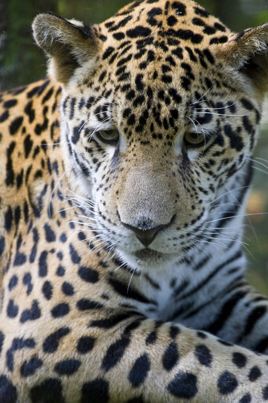 无人,竖图,野生动物,伯利兹,动物,摄影,中美洲,拉丁美洲,美洲虎,彩图