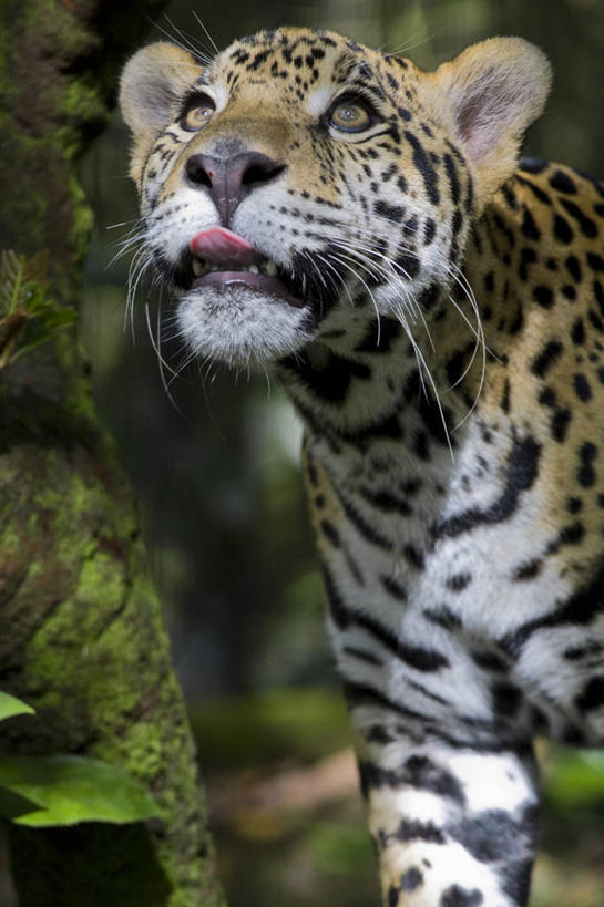 无人,竖图,野生动物,伯利兹,动物,摄影,中美洲,拉丁美洲,美洲虎,彩图