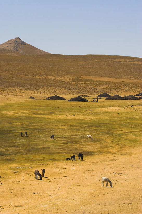 无人,竖图,阿富汗,亚洲,地形,动物,摄影,中亚,彩图