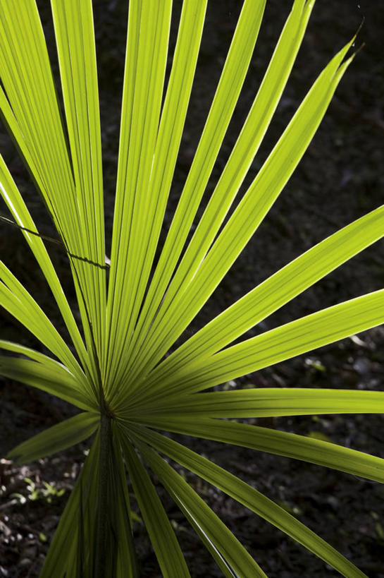 无人,竖图,危地马拉,摄影,中美洲,拉丁美洲,棕榈叶,彩图,迪卡尔