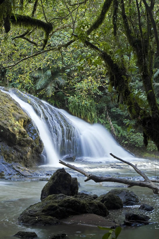 无人,竖图,室外,旅游,度假,植物,密克罗尼西亚,帕劳,岛,地形,摄影,太平洋,热带气候,大洋洲,太平洋岛屿,彩图,旅行,雨林
