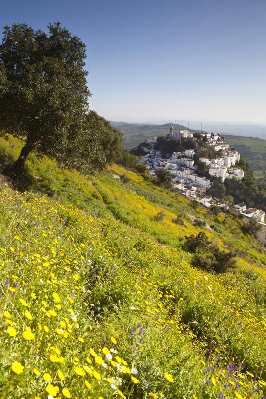 无人,教堂,竖图,俯视,室外,白天,旅游,美景,山,建筑,西班牙,欧洲,城堡,地形,景观,田地,乡村,塔,城墙,花,自然,春天,景色,摄影,生活方式,地中海文化,南欧,自然风光,安达路西亚,伊比利亚半岛,卡萨雷斯,彩图,高角度拍摄,旅行,大教堂,传统文化