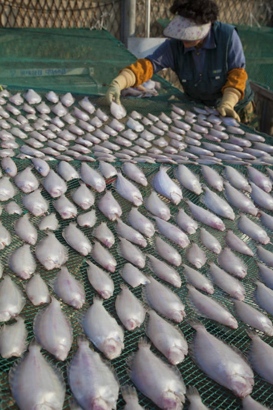 成年人,中年人,一个人,竖图,特写,白天,旅游,渔业,釜山,韩国,亚洲,仅一个女性,仅一个人,食品,市场,饮食,仅一个中年女性,摄影,东亚,庆尚南道,朝鲜半岛,女人,女性,中年女性,海产,彩图,全画面,全框架,全帧,鱼市,全画幅