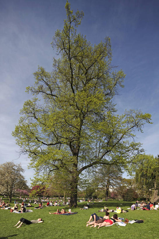 公园,竖图,室外,白天,日光浴,自由,太阳,英国,欧洲,首都,热,英格兰,草,树,绿色,春天,放松,摄影,休闲活动,彩图