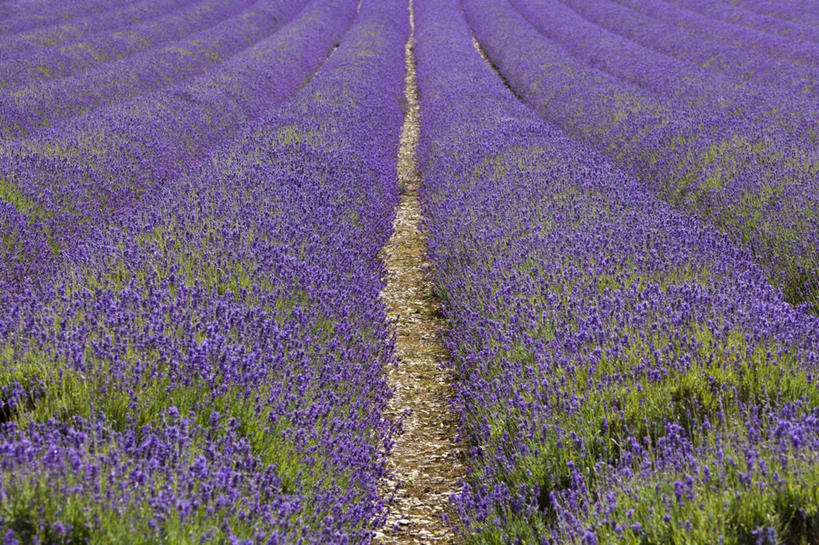 无人,农场,横图,室外,白天,爱情,农业,农作物,丁香花,英国,欧洲,一排,整齐,地形,田地,浪漫,英格兰,花,排列,紫色,风景,香草,薰衣草,摄影,队列,呼吸,灵香草,黄香草,奇迹,彩图