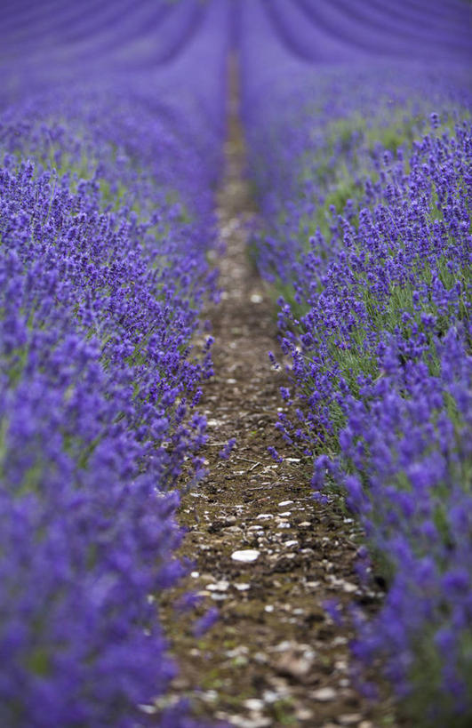 无人,农场,竖图,室外,白天,爱情,农业,农作物,丁香花,英国,欧洲,一排,整齐,地形,田地,浪漫,英格兰,花,排列,紫色,风景,香草,薰衣草,摄影,队列,呼吸,灵香草,黄香草,奇迹,彩图,对焦