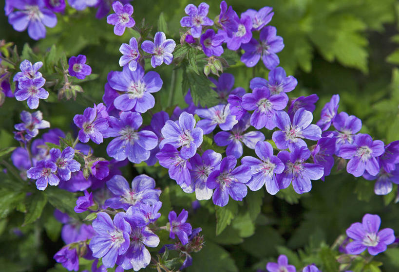 无人,横图,室外,白天,热情,野花,草药,花,蓝色,阳光,太阳花,摄影,天竺葵,国家公园,辛格韦德利,牻牛儿苗,彩图