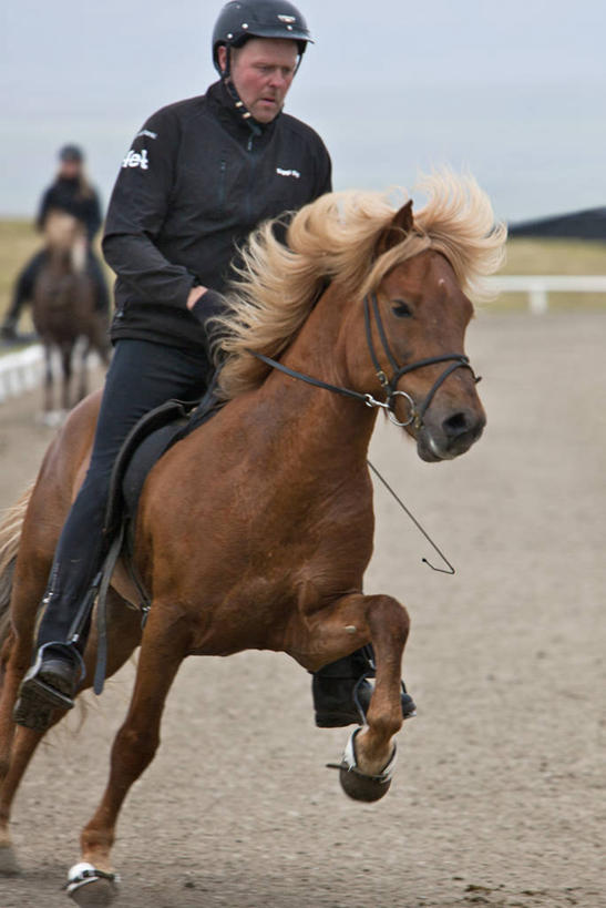 成年人,老年人,两个人,竖图,室外,白天,锻炼,快乐,比赛,运动,竞争,马,骑马,娱乐,骑,动物,两只,休闲,家畜,摄影,体育运动,冰岛马,体育,老年男性,彩图,健身