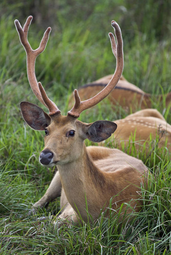 无人,竖图,室外,白天,鹿,野生动物,印度,三只,动物,摄影,国家公园,鹿角,濒危物种,阿萨姆,印度次大陆,沼泽鹿,彩图