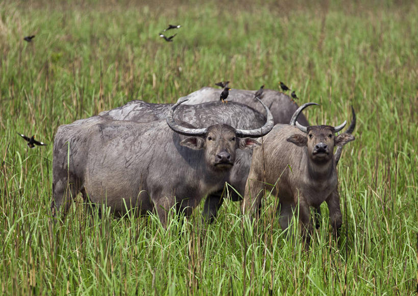 无人,横图,室外,白天,野生动物,印度,三只,许多,鸟类,很多,动物,摄影,国家公园,濒危物种,阿萨姆,印度次大陆,水牛,彩图,丛林八哥