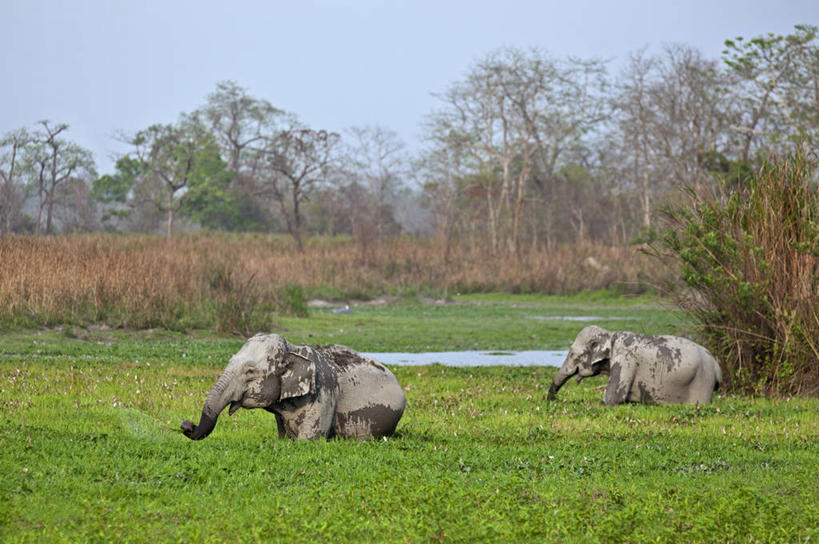 无人,横图,室外,白天,水,白鹭,野生动物,印度,动物,两只,摄影,沼泽,国家公园,亚洲象,阿萨姆,印度次大陆,象,彩图