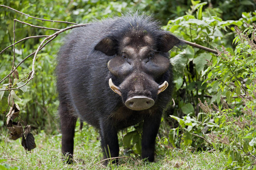 头发,无人,横图,室外,白天,野生动物,猪,非洲,肯尼亚,长牙,野猪,黑色,动物,摄影,东非,彩图