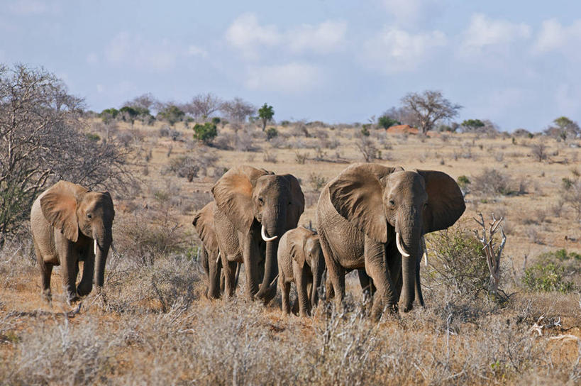 无人,横图,室外,白天,野生动物,象牙,非洲,肯尼亚,长牙,非洲象,动物,摄影,干的,东非,象,彩图
