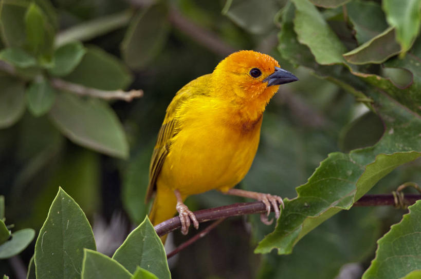 无人,横图,室外,白天,野生动物,非洲,肯尼亚,鸟类,摄影,栖息,非洲文化,东非,织巢鸟,彩图