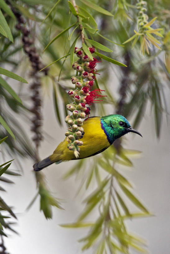 无人,竖图,室外,白天,野生动物,非洲,肯尼亚,鸟类,首都,摄影,栖息,天花菜,太阳鸟,东非,奈洛比,彩图