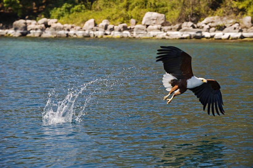 无人,横图,室外,白天,野生动物,非洲,马拉维,鸟类,捕食,飞,摄影,活动,国家公园,东非,非洲鱼鹰,彩图