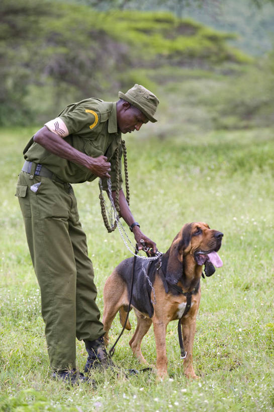 竖图,狗,非洲,肯尼亚,摄影,环境保护,彩图,旅行