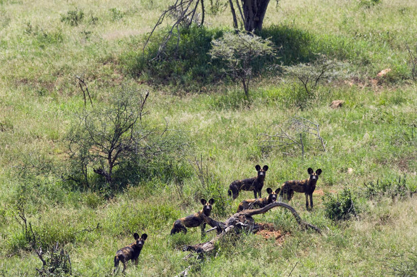 横图,哺乳动物,野生动物,非洲,肯尼亚,捕食,动物,摄影,考古学,非洲野狗,彩图,旅行