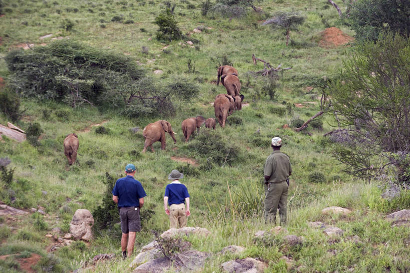 横图,旅游,度假,野生动物,非洲,肯尼亚,娱乐,享受,休闲,放松,摄影,生态,象,步行,彩图,旅行