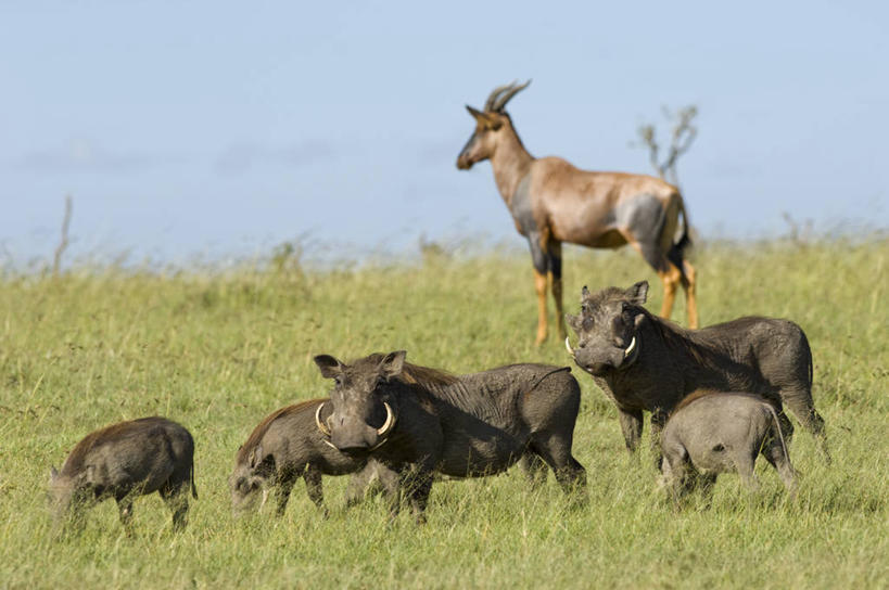 横图,哺乳动物,野生动物,疣猪,非洲,肯尼亚,羚羊,动物,摄影,食草动物,考古学,转角牛羚,彩图,旅行,马赛马拉国家保护区