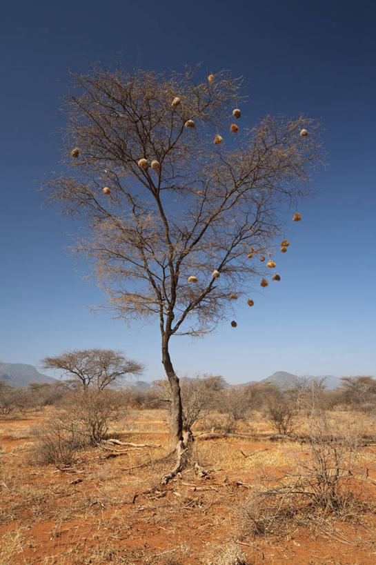 竖图,室外,沙漠,非洲,肯尼亚,装饰,树,自然,摄影,干的,金合欢树,彩图,旅行