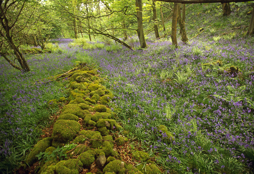 横图,室外,美景,树林,英国,欧洲,地形,景观,英格兰,花,绿色,风景,自然,春天,景色,摄影,国家公园,熊葱,西欧,自然风光,北约克郡,野风信子,休闲活动,彩图,旅行