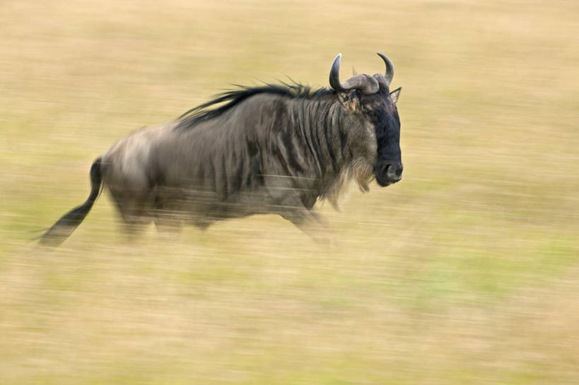 横图,野生动物,肯尼亚,摄影,迅速,迁徙,彩图,马赛马拉国家保护区