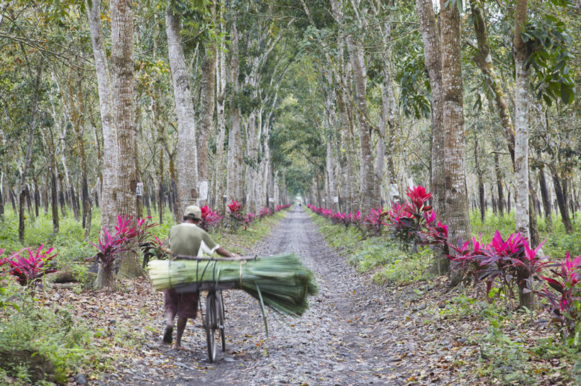 成年人,一个人,推,横图,室外,白天,消失点,旅游,度假,农业,美景,植物,自行车,印度尼西亚,仅一个男性,地形,景观,娱乐,树,背面,自然,享受,休闲,景色,放松,运输,摄影,自然风光,透视图,种植园,爪哇,步行,彩图,旅行,林荫大道