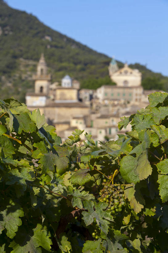 无人,竖图,室外,白天,葡萄,叶子,西班牙,地形,城镇,摄影,万里无云,马略卡,彩图,旅行