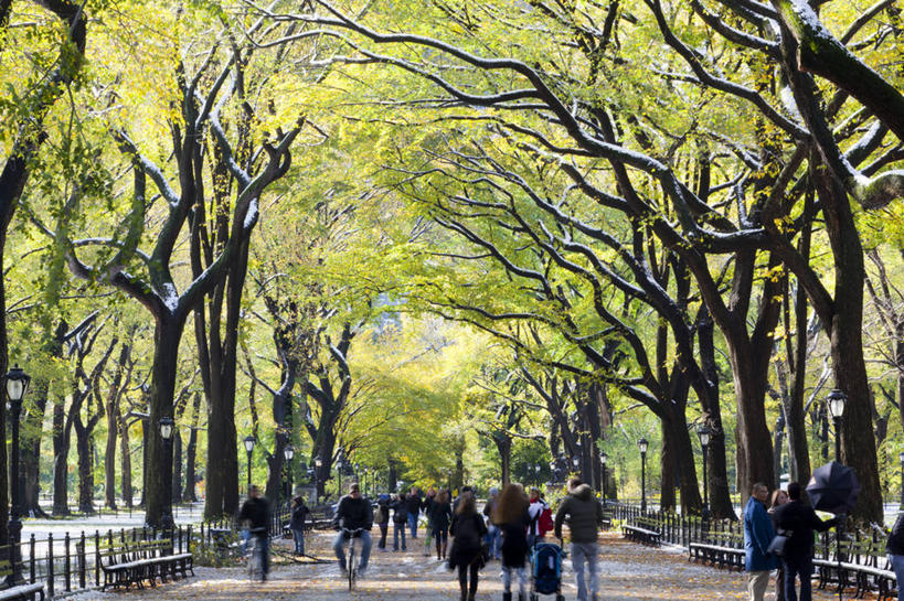 公园,横图,室外,白天,美景,植物,榆树,纽约,美国,行人,景观,许多人,树,树木,绿色,自然,一群人,景色,摄影,生长,成长,自然风光,中央公园,纽约州,休闲活动,步行,彩图,林荫大道