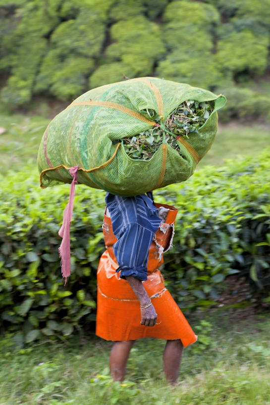 成年人,一个人,竖图,俯视,室外,白天,侧面,旅游,度假,农业,美景,山,印度,仅一个女性,工作,包,景观,娱乐,树,绿色,自然,享受,休闲,景色,放松,遮,遮掩,摄影,生长,宁静,掩盖,遮挡,运送,自然风光,种植园,遮盖,印度文化,喀拉拉邦,掩饰,彩图,高角度拍摄,西高止山脉