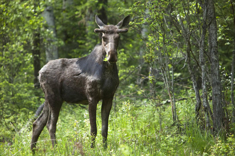 无人,吃,横图,室外,白天,森林,野生动物,美国,树,动物,摄影,驼鹿,机敏,彩图,对焦