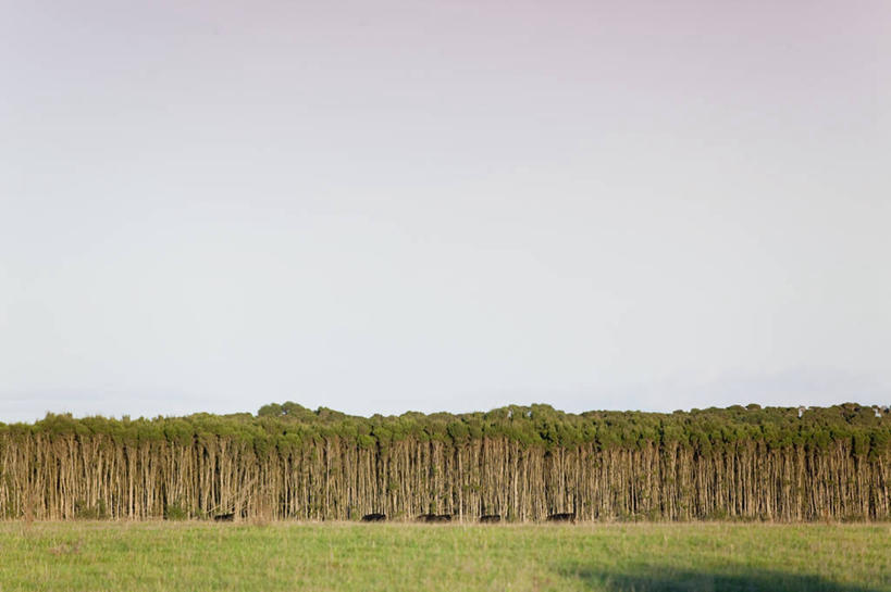 无人,农场,横图,室外,白天,留白,农业,美景,澳大利亚,丰富,地形,景观,田地,树,自然,动物,景色,摄影,生长,自然风光,茶树油,塔斯马尼亚,种植园,彩图,对焦