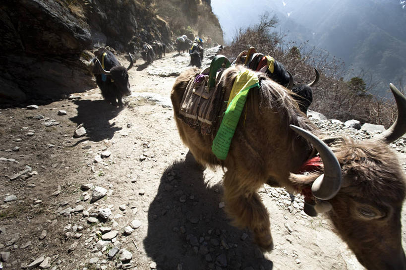 横图,室外,白天,留白,旅途,运气,山,尼泊尔,一群,许多,放牧,很多,经幡,动物,摄影,宗教,佛教,牲畜,食草动物,灵性,牦牛,彩图,传统文化,对焦