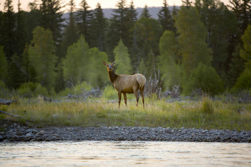 无人,横图,室外,白天,留白,河流,森林,水,野生动物,美国,动物,摄影,怀俄明,蛇河,加拿大马鹿,杰克逊霍尔,彩图,对焦,好奇心