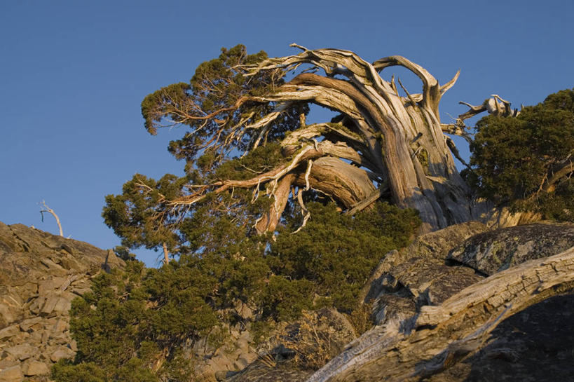 无人,横图,室外,白天,美景,松树,美国,堆积,景观,树,自然,景色,摄影,风化,北美,北美洲,加利福尼亚,自然风光,美洲,加州,加利福尼亚州,内华达山,内华达山脉,金州,黄金州,北亚美利加洲,亚美利加洲,风蚀,石化,风蚀地貌,岩石层,岩石,彩图,美利坚合众国,对焦