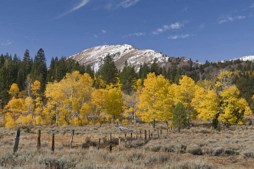 无人,横图,彩色,室外,白天,美景,森林,山,雪,美国,地形,景观,树,风景,自然,景色,摄影,五颜六色,色彩斑斓,北美,北美洲,加利福尼亚,自然风光,美洲,五彩缤纷,加州,加利福尼亚州,内华达山,内华达山脉,金州,黄金州,北亚美利加洲,亚美利加洲,五彩斑斓,五光十色,彩图,美利坚合众国,对焦