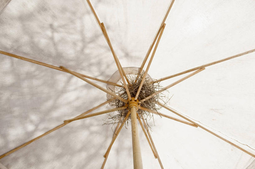 无人,横图,室外,白天,仰视,美国,鸟巢,遮阳伞,动物,摄影,保护,创新,内华达州,太浩湖,彩图,低角度拍摄,对焦