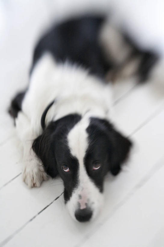 无人,竖图,俯视,室内,纯洁,寂寞,宠物,狗,丹麦,欧洲,动物,趴着,向上看,家畜,可爱,童年,童趣,摄影,肖像,童真,烂漫,无邪,悲哀,窘迫,天真,彩图,高角度拍摄,对焦