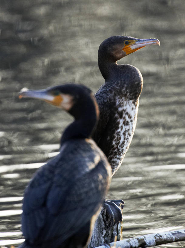 无人,竖图,室外,白天,河流,水,野生动物,丹麦,欧洲,鸬鹚,鸟类,动物,两只,摄影,栖息,水禽,机敏,彩图,对焦