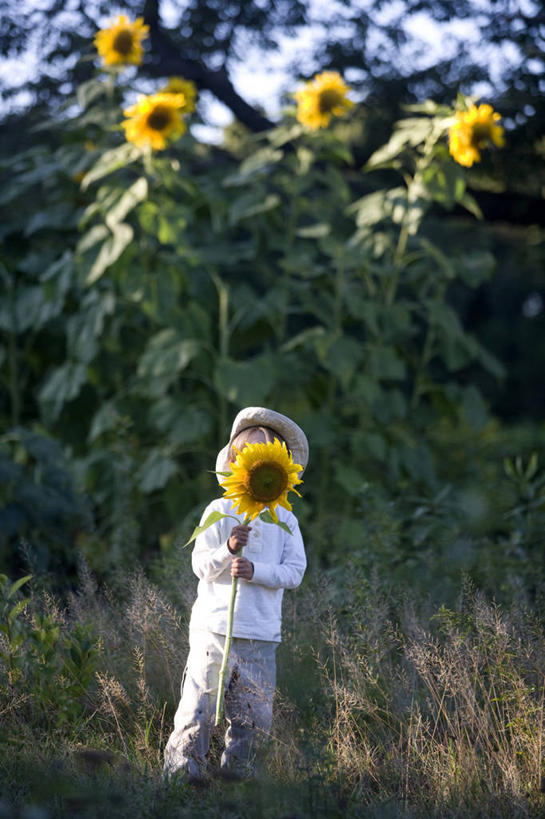 西方人,儿童,一个人,竖图,室外,白天,留白,正面,纯洁,向日葵,帽子,欧洲,美国,欧洲人,仅一个男性,仅一个人,庭院,拿着,草,花,小孩,黄色,遮阳帽,仅一个小孩,可爱,童年,童趣,遮,遮掩,摄影,掩盖,遮挡,童真,烂漫,无邪,遮盖,马萨诸塞,掩饰,天真,男孩,男人,男性,白种人,孩子,彩图,男生,对焦,贝弗利