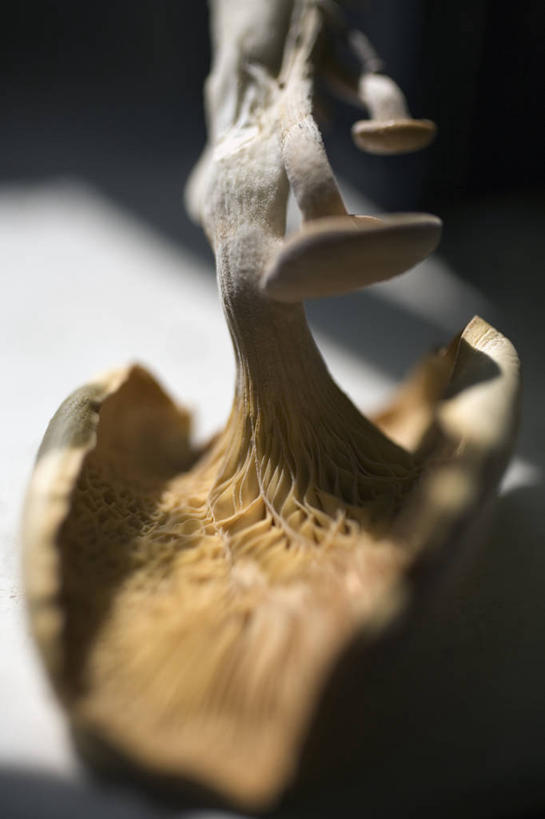 无人,竖图,俯视,室外,白天,蔬菜,加拿大,纹路,纹理,饮食,食用菌,摄影,蚝蘑,清新,健康食物,肌理,温哥华,大不列颠哥伦比亚,彩图,高角度拍摄,对焦