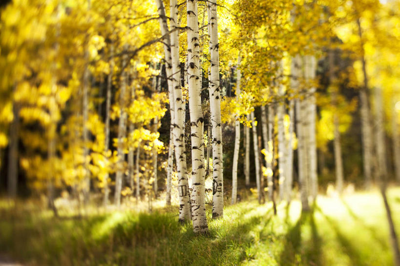 无人,横图,室外,白天,留白,美景,森林,美国,景观,树,树干,自然,景色,摄影,白杨树,自然风光,白杨,科罗拉多州,大叶杨,秋天,彩图,颤杨,冲天杨,响杨,对焦