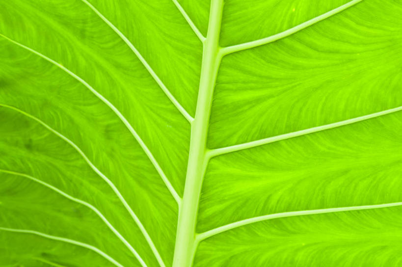 无人,横图,室外,特写,白天,背景,旅游,度假,美景,叶子,库克群岛,景观,娱乐,一个,绿色,自然,享受,休闲,景色,放松,摄影,单个,宁静,自然风光,拉罗汤加岛,叶脉,彩图,全画面,全框架,全帧,全画幅