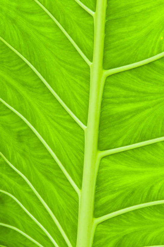 无人,竖图,室外,特写,白天,背景,旅游,度假,美景,叶子,库克群岛,景观,娱乐,一个,绿色,自然,享受,休闲,景色,放松,摄影,单个,宁静,自然风光,拉罗汤加岛,叶脉,彩图,全画面,全框架,全帧,全画幅