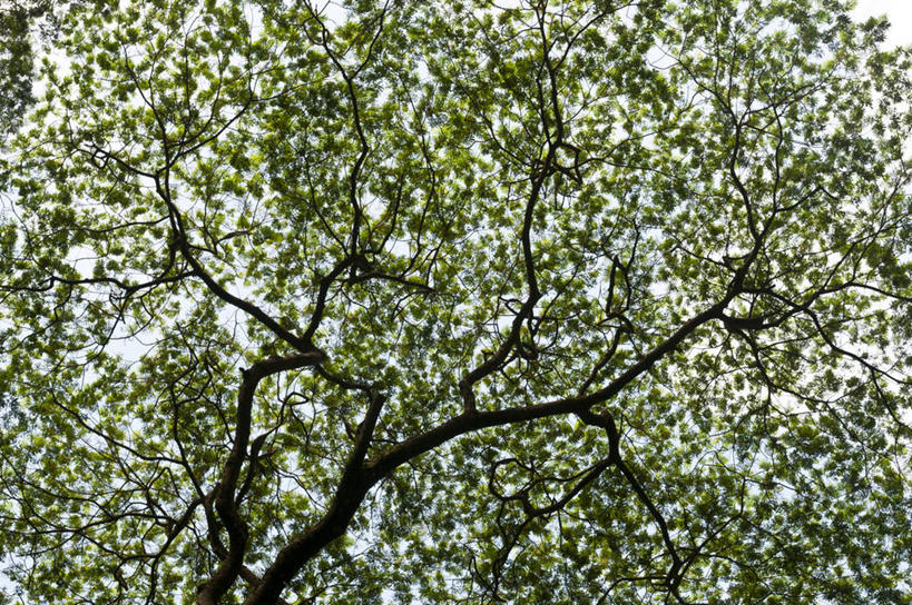 无人,横图,室外,白天,背景,旅游,度假,美景,库克群岛,丰富,景观,枝,娱乐,树,绿色,自然,享受,休闲,景色,放松,摄影,生长,宁静,自然风光,拉罗汤加岛,彩图,全画面,全框架,全帧,全画幅